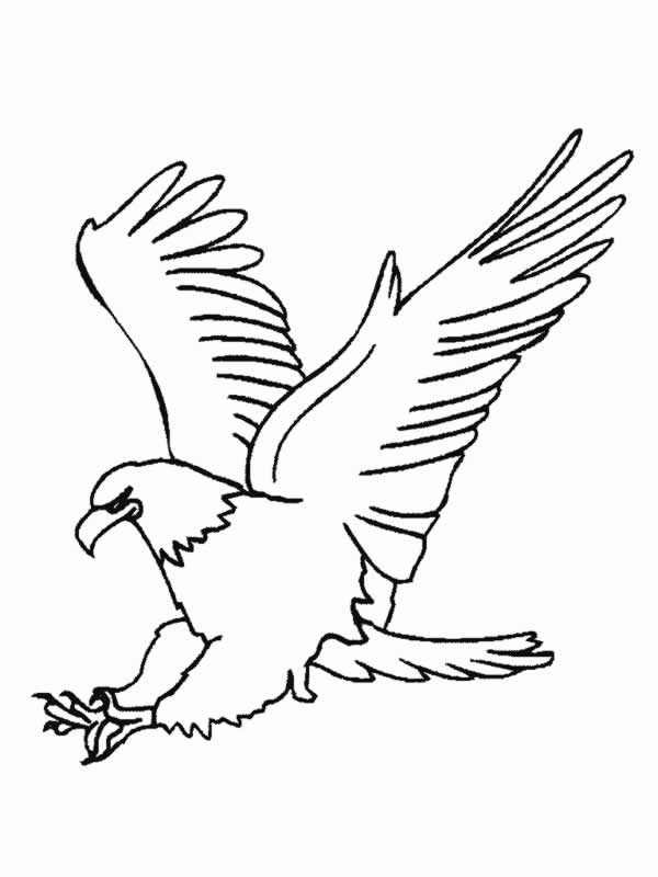 aguila-03.jpg