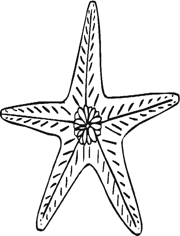 estrella de mar. Estrella+de+mar
