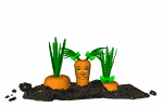 Zanahorias-13.gif