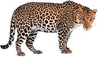 Leopardo-06.gif