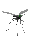 Mosquito-06.gif