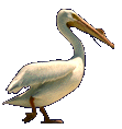 Pelicano-04.gif