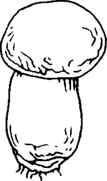 Seta-07.gif