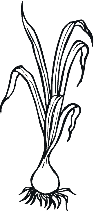 verduras-12.gif