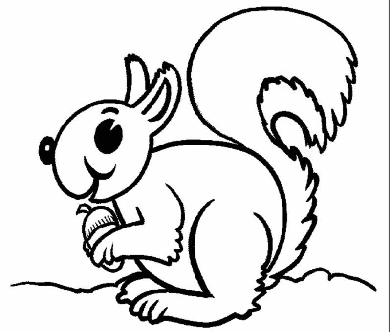 ardilla-05.jpg