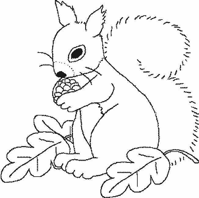 ardilla-11.gif