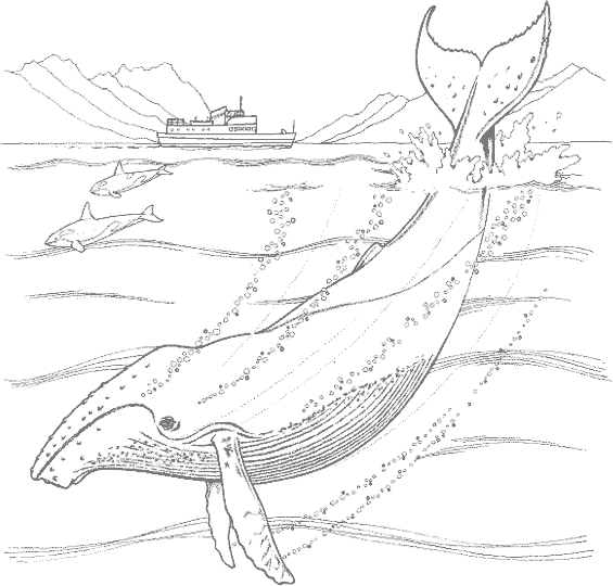 ballena-11.gif