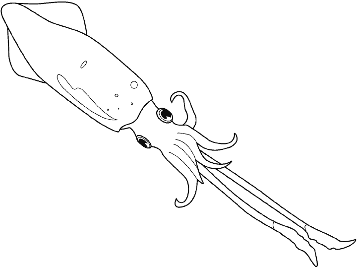 calamar-01.gif