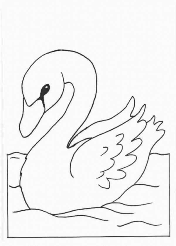 cisne-02.jpg