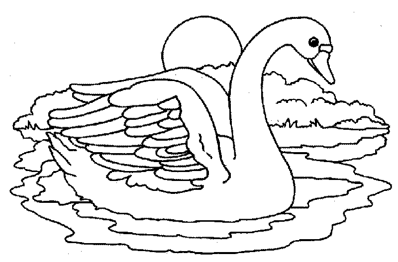 cisne-05.gif
