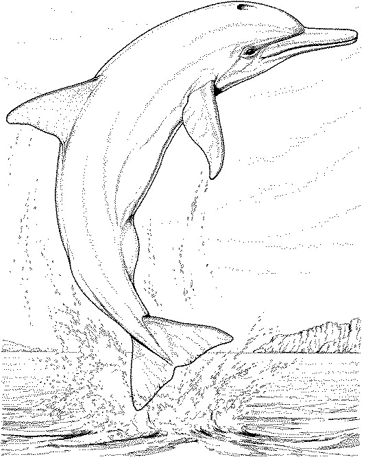 delfin-08.gif
