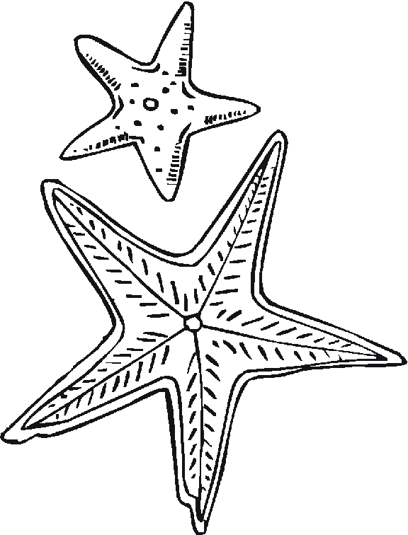 Estrella-de-Mar-01.gif