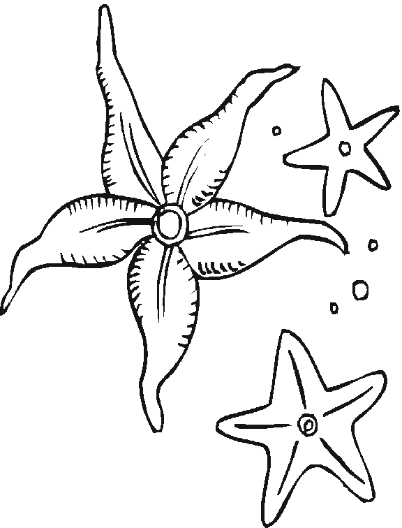 Estrella-de-Mar-10.gif