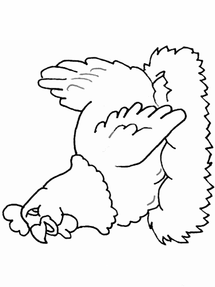 Gallo-12.gif