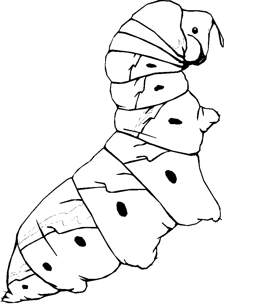 gusano-04.gif