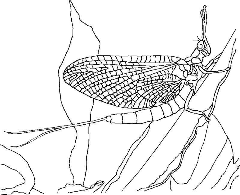 insecto-01.gif
