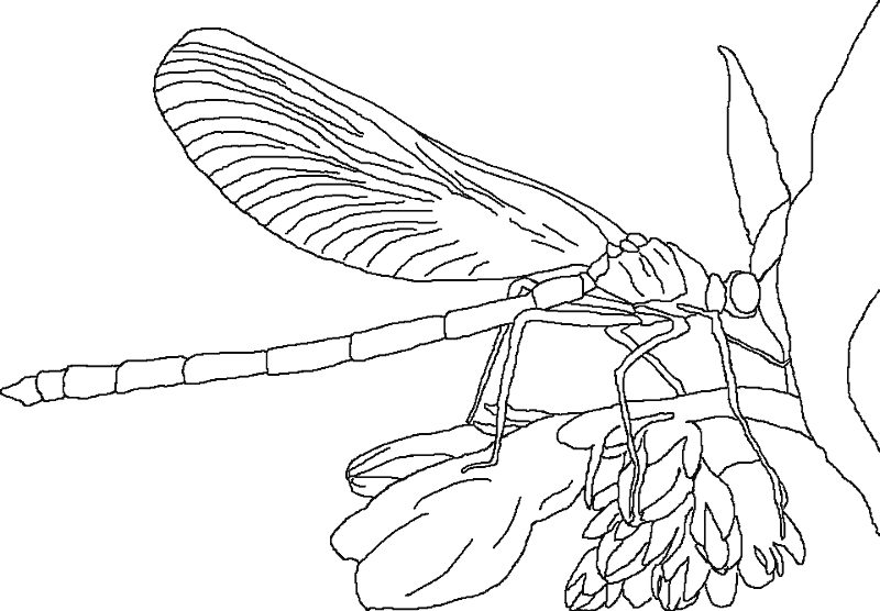 insecto-02.gif