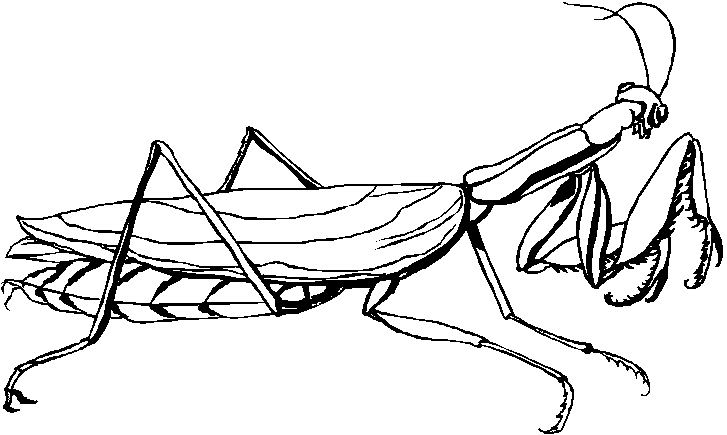 insecto-10.gif
