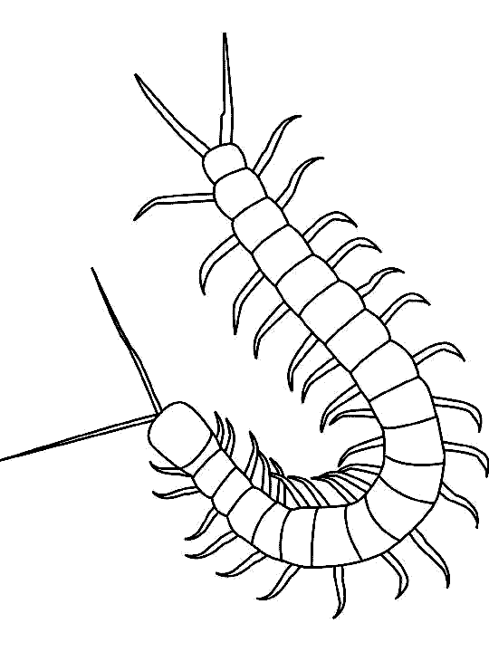 insecto-17.gif