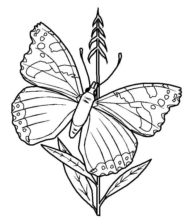 mariposa-06.gif