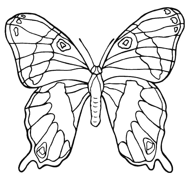 mariposa-08.gif