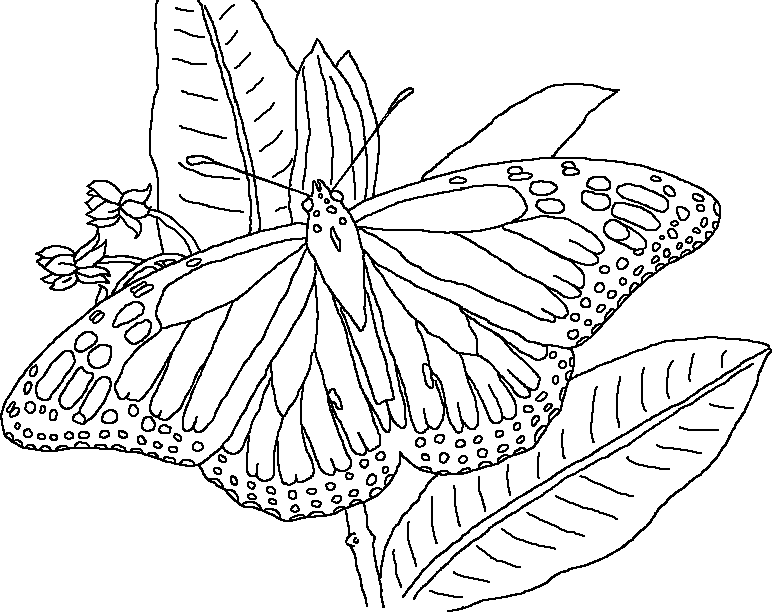 mariposa-11.gif