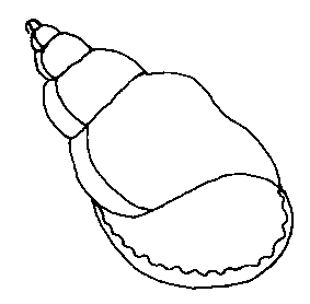 Moluscos-02.gif