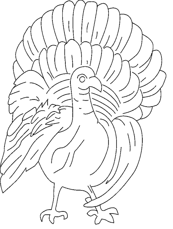 pavo-01.gif