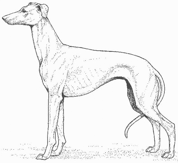 perro-25.gif