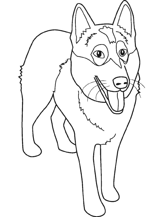 perro-29.gif