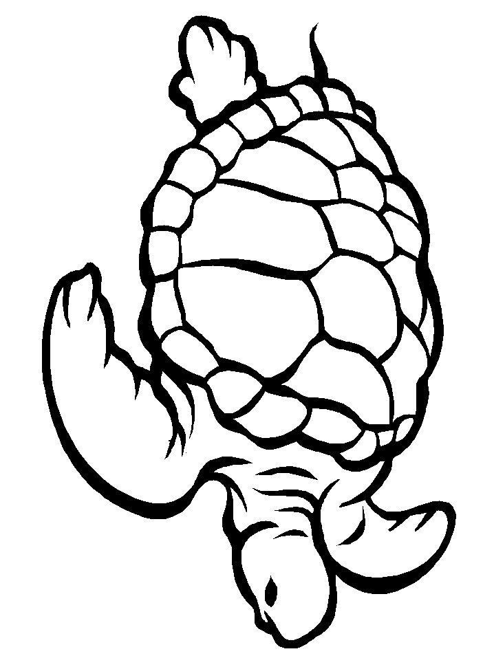 tortuga-13.gif