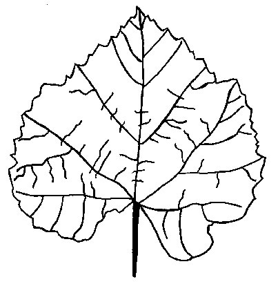 Hojas-20.jpg