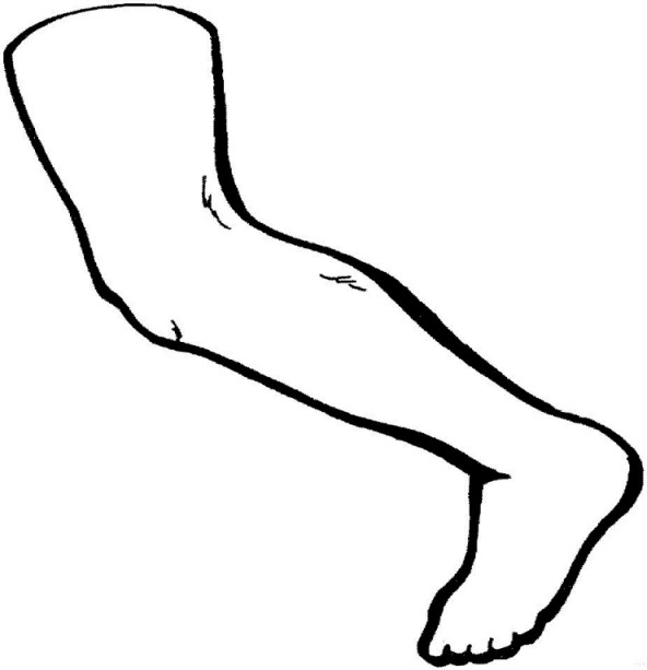 Anatomia-02.gif