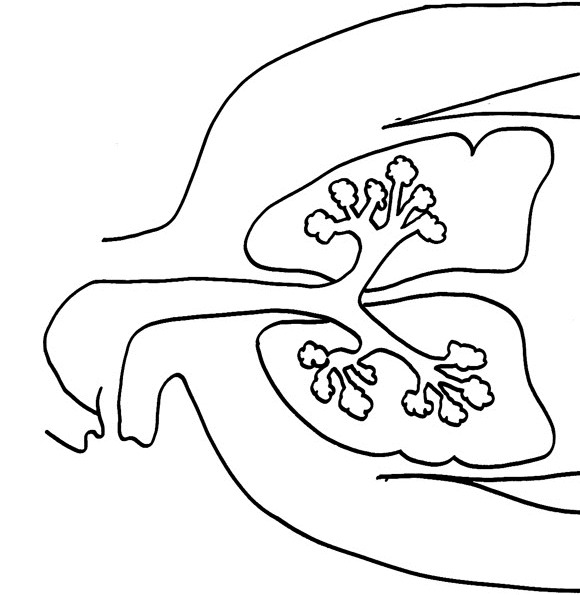Anatomia-09.gif