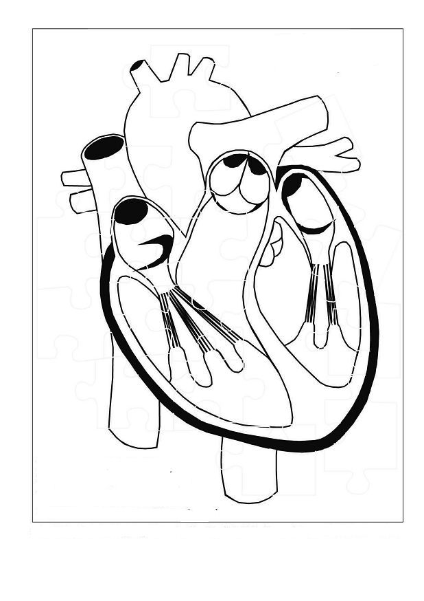 Anatomia-12.gif