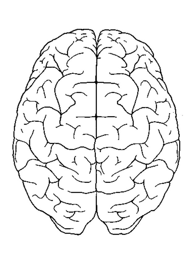Anatomia-13.gif