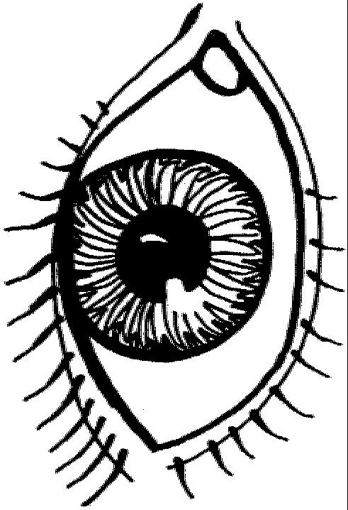 Anatomia-18.gif