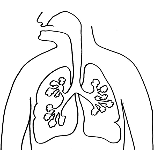 Partes-del-cuerpo-15.gif