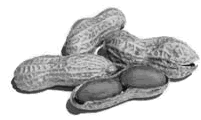 Cacahuete-03.gif