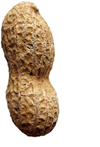 Cacahuete-05.gif