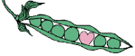 Guisantes-04.gif