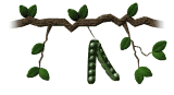 Guisantes-05.gif