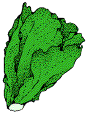 Lechugas-04.gif