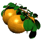 Naranjas-08.gif