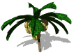 Platanos-16.gif