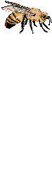 Abejas-16.gif