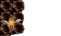 Abejas-23.gif
