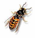 Abejas-26.gif