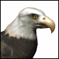 Aguilas-06.gif