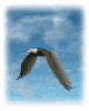 Aguilas-26.gif